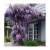  Tips To Keep Wisteria Plant Healthy And Blooming Beautifully