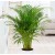 How To Treat Areca Palms Leaves Which Have Turned Yellow