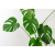 Do Houseplants Really Purify Air In Your Home ?