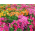 Top Tips for Growing Winter Annuals