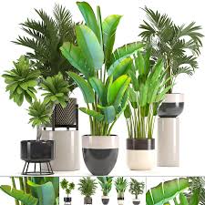 Ornamental Plants