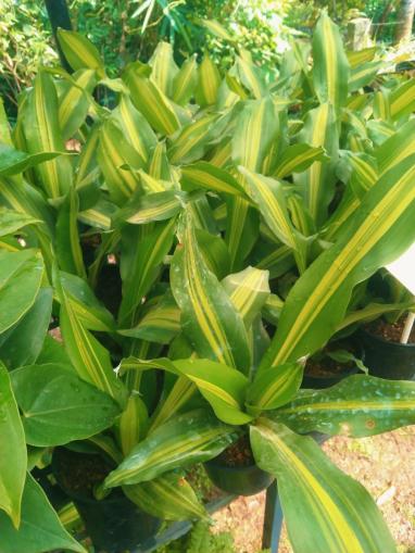 Dracaena Massangeana ( Dara Singh ) Plant