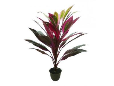 Buy Dracaena Mahatma Plant ( Cordyline Terminalis ) Good Luck Plant 