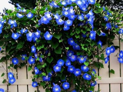 Climbers & Creepers Plants buy Online at cheap price on