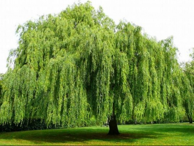 CURLY WILLOW- 10+ FEET