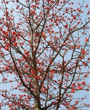 Bombax Ceiba Red Silk Cotton Tree Plant For Sale In India