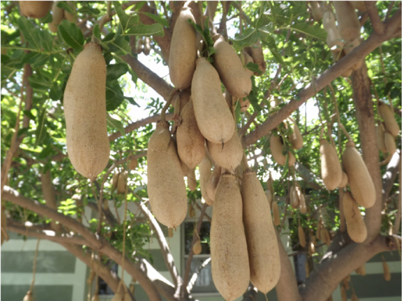 Kigelia africana – Sausage Tree – Buy seeds at