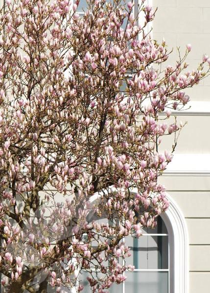 Magnolia × soulangeana - Trees and Shrubs Online