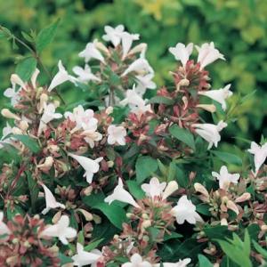 Buy Abelia Grandiflora, Glossy Abelia Plant