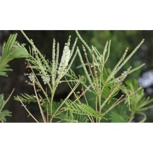 Buy Acacia Catechu Plant, Khair Plant