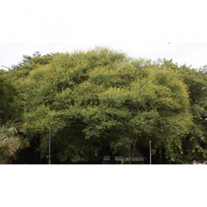 Acacia Nilotica Babul Tree