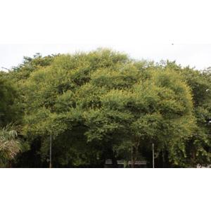 Acacia Nilotica Babul 100 Seeds Pack