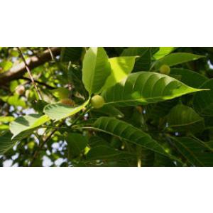  Buy Adina Cordifolia Plant ( Haldu ) ,Kadamba Plant