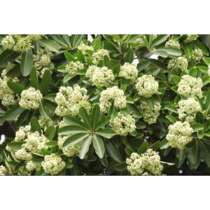Alstonia Scholaris Plant , Indian Devil Tree  Saptaparni 