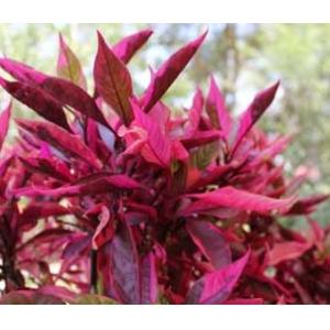 Alternanthera Red