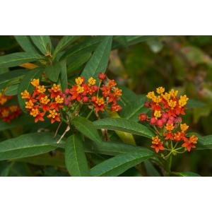 Asclepias Curassavica,  Scarlet Milkweed Plant