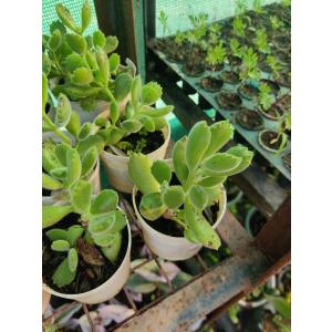 Cotyledon tomentosa ( Bear Paw Succulent )