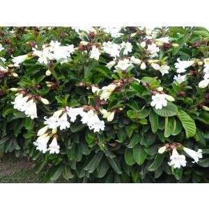 Beaumontia Grandiflora , Easter Lily Vine Plant