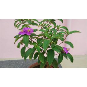 Buy Begum Bahar ( Tibouchina Semidecandra ) Plant 