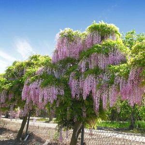 Buy Bolusanthus Speciousus And Wisteria Sinensis Plant Combo