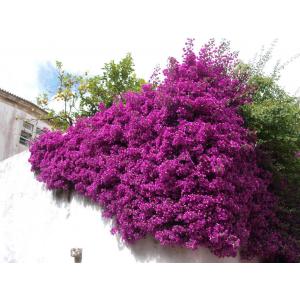 Buy Bougainvillea Spectabilis, Bougainvillea Plant