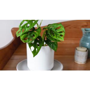 Buy Monstera Adansonii ( Broken Heart Philodendron ) Plant 