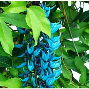 Strongylodon Macrobotrys ( Blue Jade Vine ) Plant
