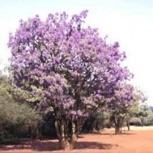 Bolusanthus Speciosus ,  African Wisteria Tree - 10 Seeds Pack