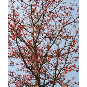 Bombax Ceiba Semal Plant, Red Silk Cotton Tree 