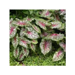 Buy Caladium Bicolor Plant, Elephant Ear Plant 