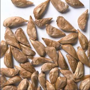 Buy Cedrus Deodara Seeds,  Himalayan Cedar - 100 Seeds