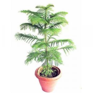 Buy Christmas Tree, ( Cook Pine ) Plant