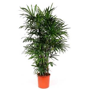 Buy Rhapis Excelsa Plant, Broadleaf Lady Palm Plant 