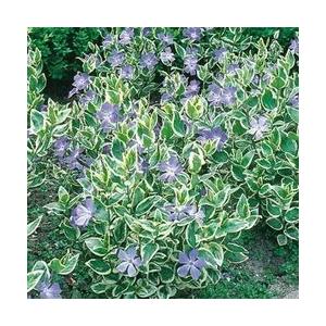 Buy Vinca Variegata Plant - Delivery All Over India