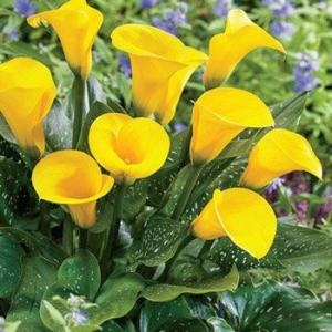 Buy Zantedeschia Calla Lily Yellow Bulbs - Pack Of 3 Bulbs - Delivery All Over India