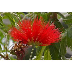 Buy Calliandra Tweedii  ,Red Tassel Flower Plant 