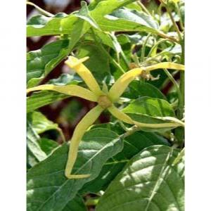 Cananga Odorata ,Ylang Ylang -  Pack Of 50 Seeds