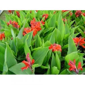 Buy Canna Dwarf Plant - Delivery All Over India