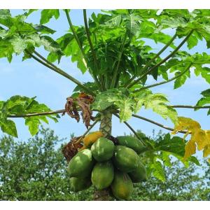Carica Papaya Seeds For Sale , 100 Papaya Seeds Pack
