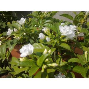 Tabernaemontana Divaricata  , Carnation Of India ( Chandni ) Plant 