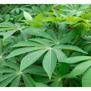 Tapioca Seeds, Manihot Esculenta Seeds , Cassava  - 50 Seeds Pack