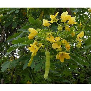 Cassia Glauca, Sulphur Cassia Plant For Sale In India