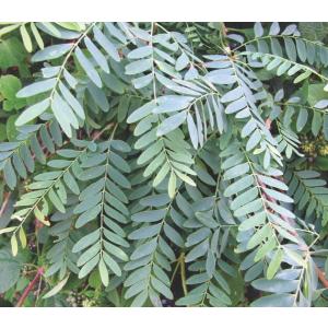 Chloroxylon Swietenia, Ceylon Satinwood  - 50 Seeds Pack