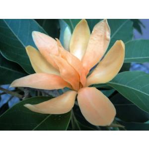 Buy Magnolia Fuskata Plant , Small Champa Plant 