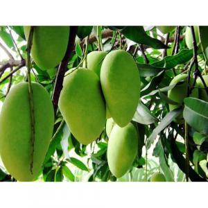 Chausa Mango Plant Grafted