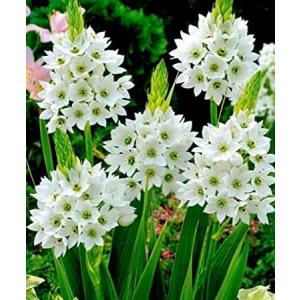 Buy Ornithogalum Chinchee Rinchee (White)  Pack of 5 Flower bulbs