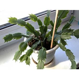 Buy Christmas Cactus Plant, Schlumbergera, Crab Cactus 