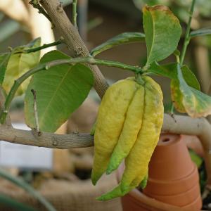 Citrus Medica Var. Sarcodactylus , Buddha's Hand Plant