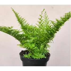 Nephrolepis Cotton Candy Fern