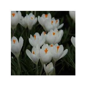 Buy Crocus jeanne d'arc Bulbs - Pack Of 5 Bulbs - Delivery All Over India